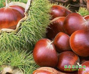 張家界特產 板栗