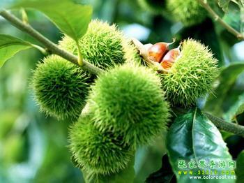 張家界特產 板栗