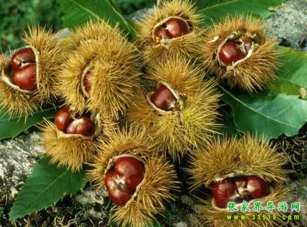 張家界特產 板栗